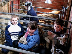 Lambing takes priority at the City Farm