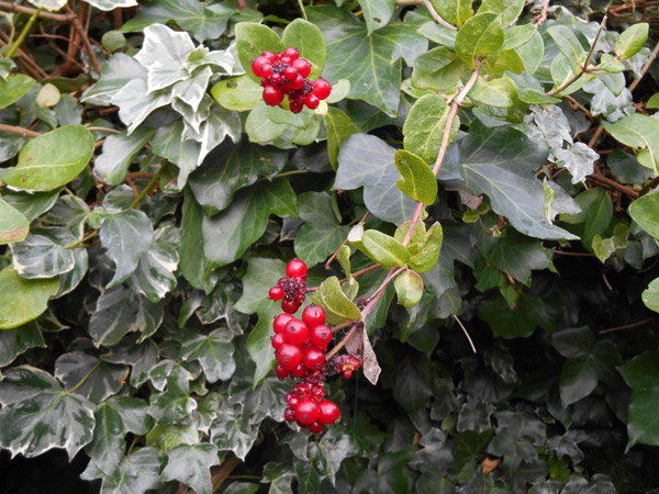 Honeysuckle Berries