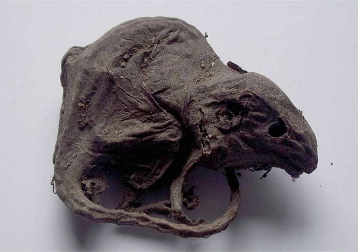 Mummified Rat