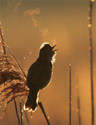 Jan Vermeer - Great reed warbler singing