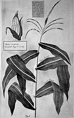 Botanical drawing by David Jacques