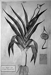 Botanical drawing by David Jacques