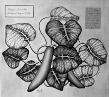 Botanical drawing by David Jacques