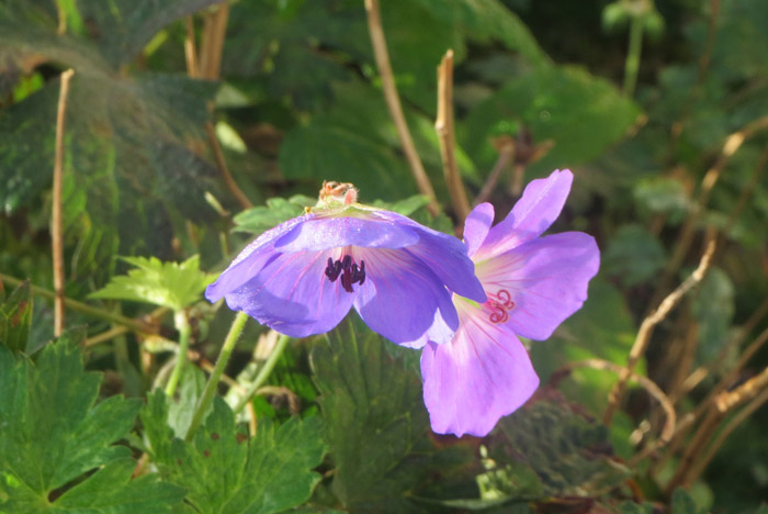 Fireweed* - Your Garden is not a Climate Change Denier!