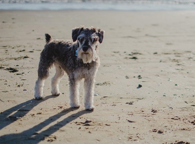 Palm Oil warning to dog owners on Formby Beach