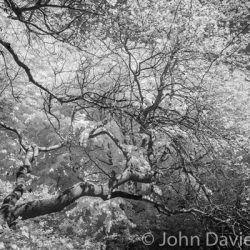 Saving Calderstones – Trees Under Threat