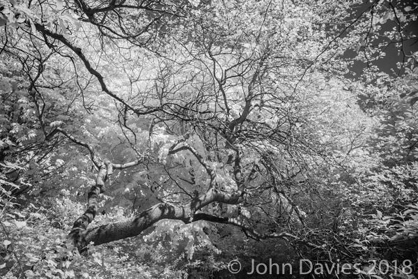 Saving Calderstones – Trees Under Threat