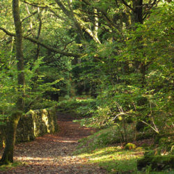 The Heart of England Forest